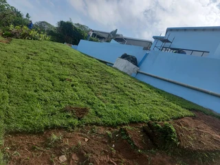 Evergreen grass fresh from the farm