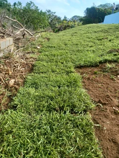 Evergreen grass fresh from the farm