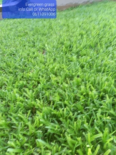 Instant lawn