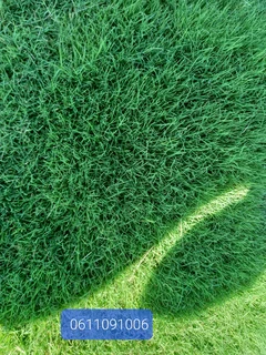 Instant lawn
