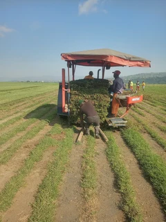 All season fresh grass