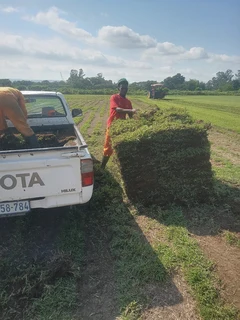 All season fresh grass