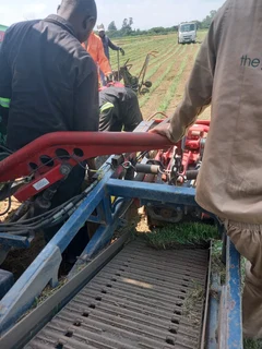 All season fresh grass