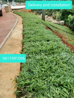 All season fresh grass