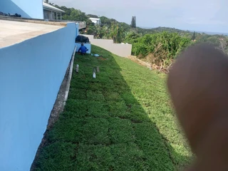 Evergreen grass fresh from the farm