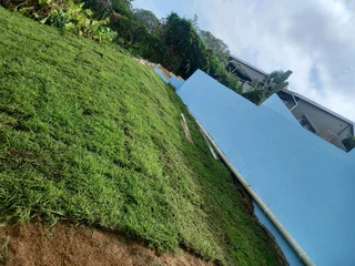 Evergreen grass fresh from the farm