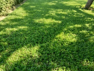 Evergreen grass