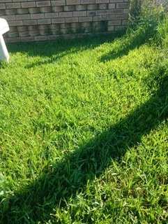 Instant lawn
