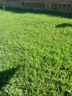 Instant grass