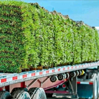 Evergreen grass fresh from the farm