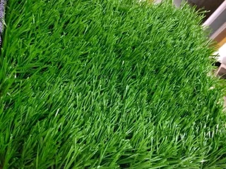All season fresh grass