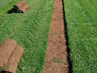 All season fresh grass