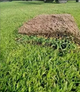 Instant lawn