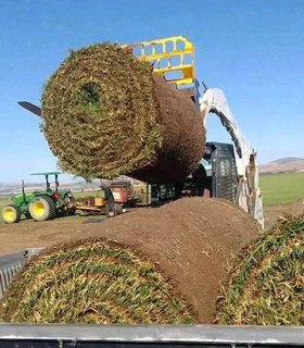 Evergreen grass fresh from the farm