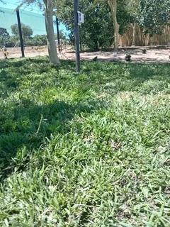 Instant grass