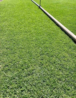 Evergreen grass fresh from the farm