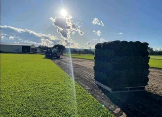 All season fresh grass