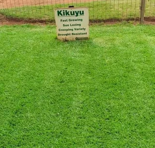 All season fresh grass