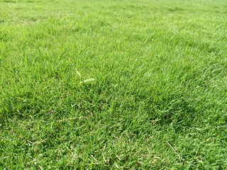 Instant grass