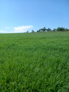 Instant grass