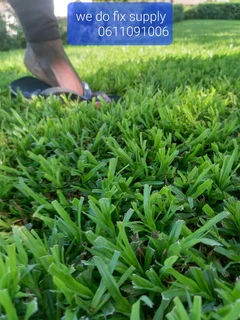 Instant grass
