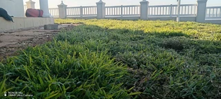 All season fresh grass