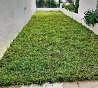 Evergreen grass
