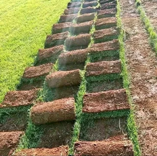 Instant lawn
