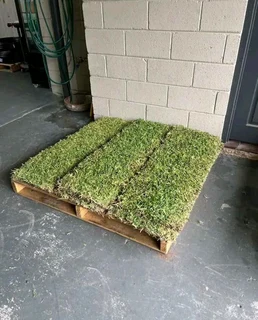 Instant lawn