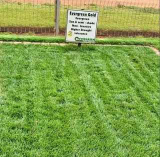 Instant lawn