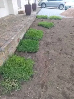 Instant grass