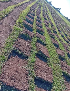 All season fresh grass