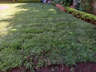 Evergreen grass