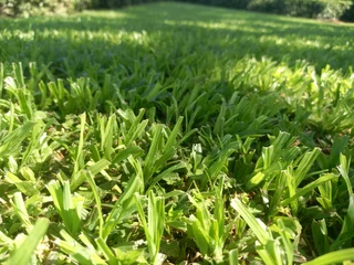 Evergreen grass