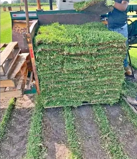 Instant lawn