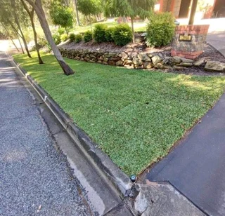 Instant lawn