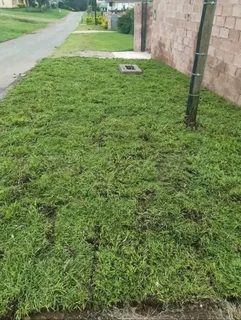 Instant lawn