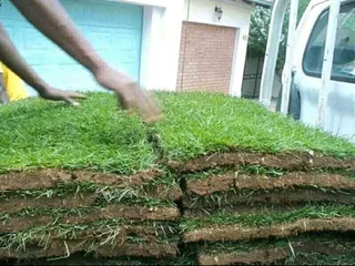 Instant lawn
