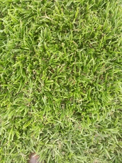 Evergreen Grass