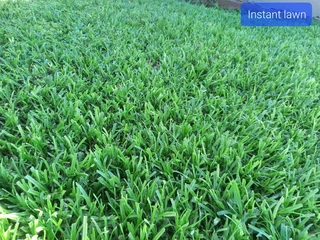 All Seasons Fresh Grass