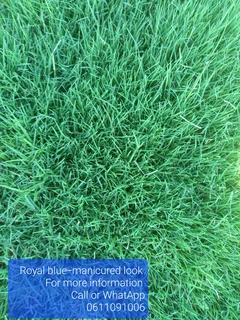 All Seasons Fresh Grass