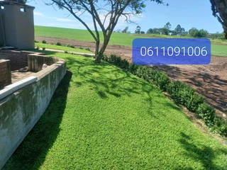 All Seasons Fresh Grass