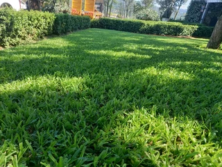 All Seasons Fresh Grass