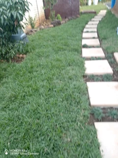Instant lawn