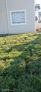 Instant lawn