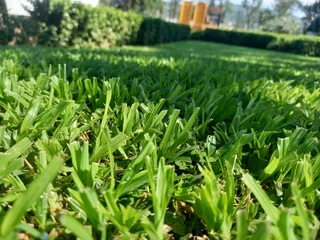 Evergreen grass