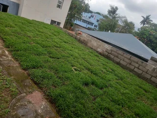 All season fresh grass