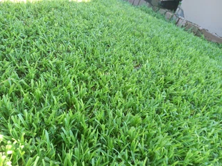 Instant lawn