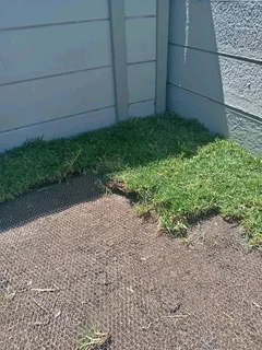 Instant grass