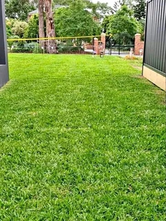 Evergreen grass fresh from the farm